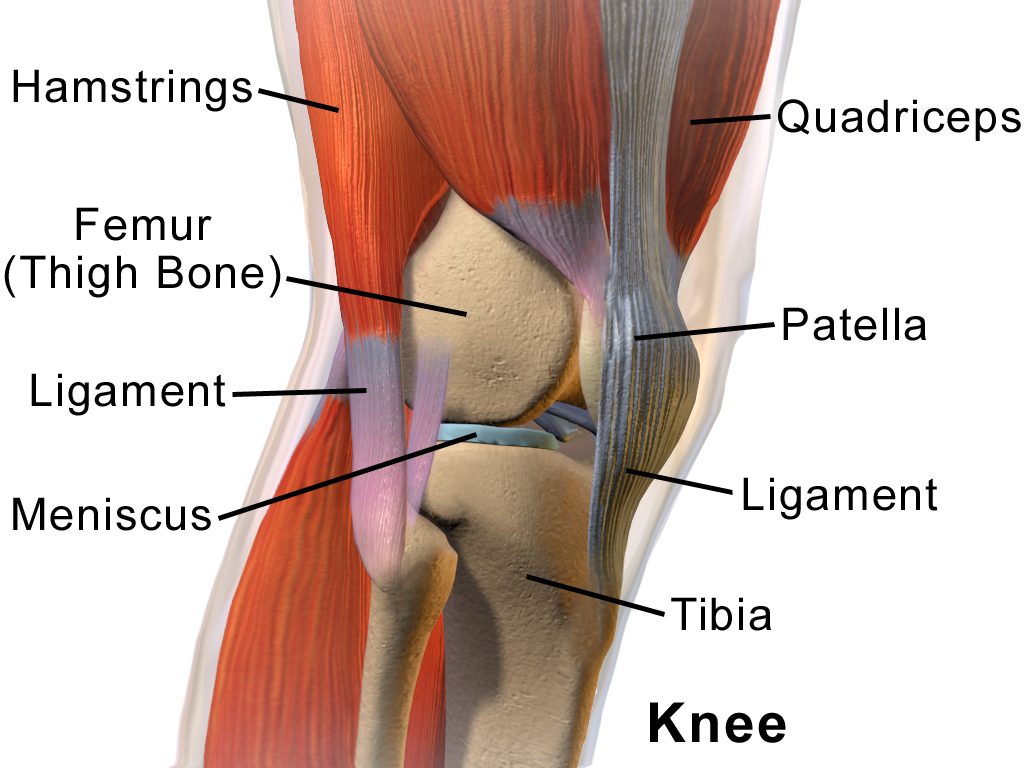 knee anatomy image with major structures