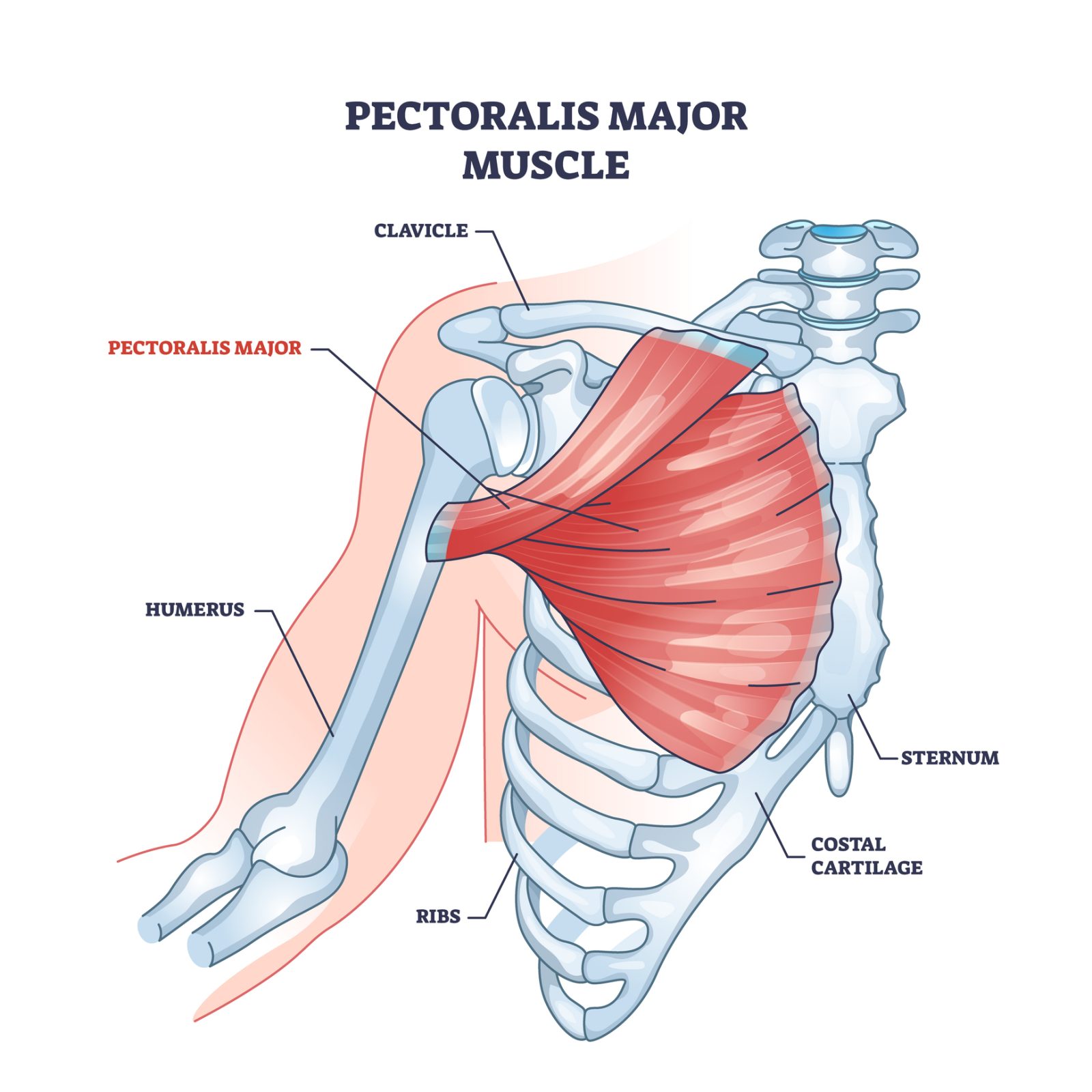 anatomy image of the pectoralis major muscle