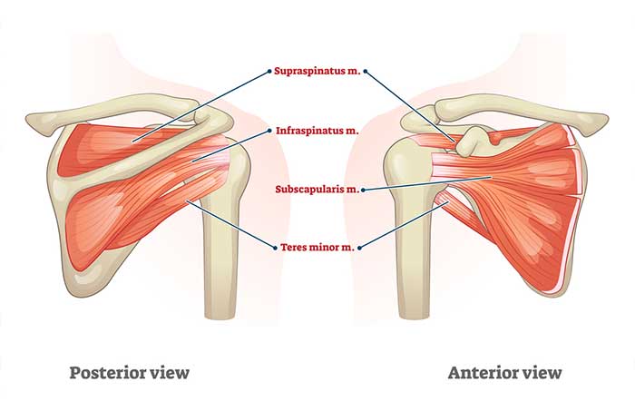 Rotator cuff muscles - mr soong chua shoulder surgeon melbourne