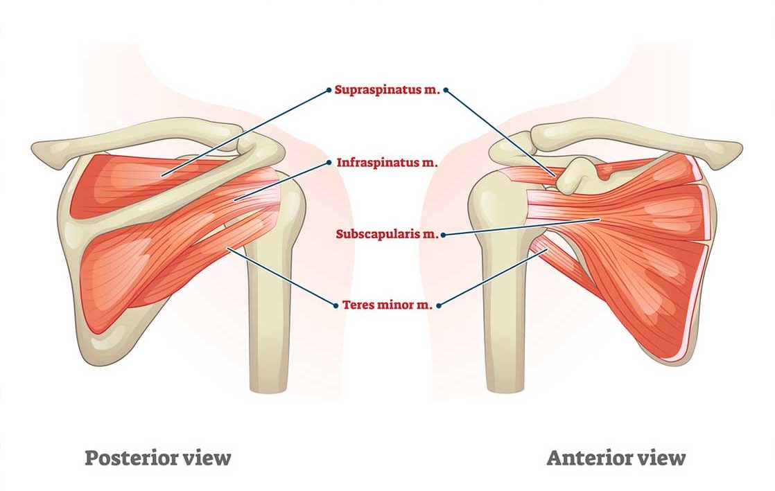 Anatomy of Rotator Cuff Muscles - Mr Soong Chua Shoulder Surgeon